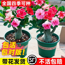 沙漠玫瑰盆栽重瓣花卉绿植耐旱老桩室内阳台好养多肉植物夏天好养