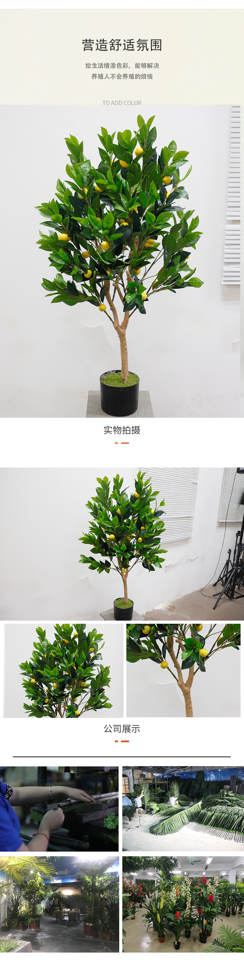 柠檬树详情页2(1)_03.jpg