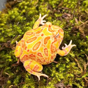 Live Pet Frog Green Horn Strawberry Pumpkin Uji Pikachu Two-Color King Clock Clown Non-Cow Frog