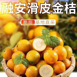 【广西融安金桔滑皮金桔脆皮金桔】现摘现发5斤新鲜水果一件代发