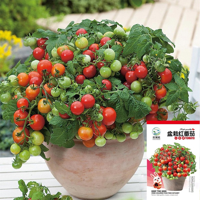 矮生盆栽红番茄种子樱桃小西红柿红圣女果四季阳台籽蔬菜种子公司