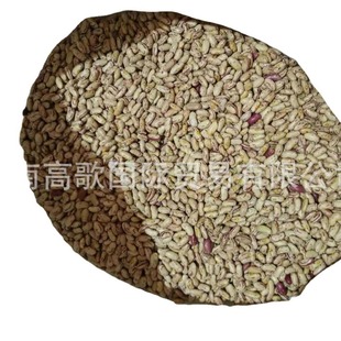 ���l�L�̻�Kidney Bean�½��A  �����AKidney Bean