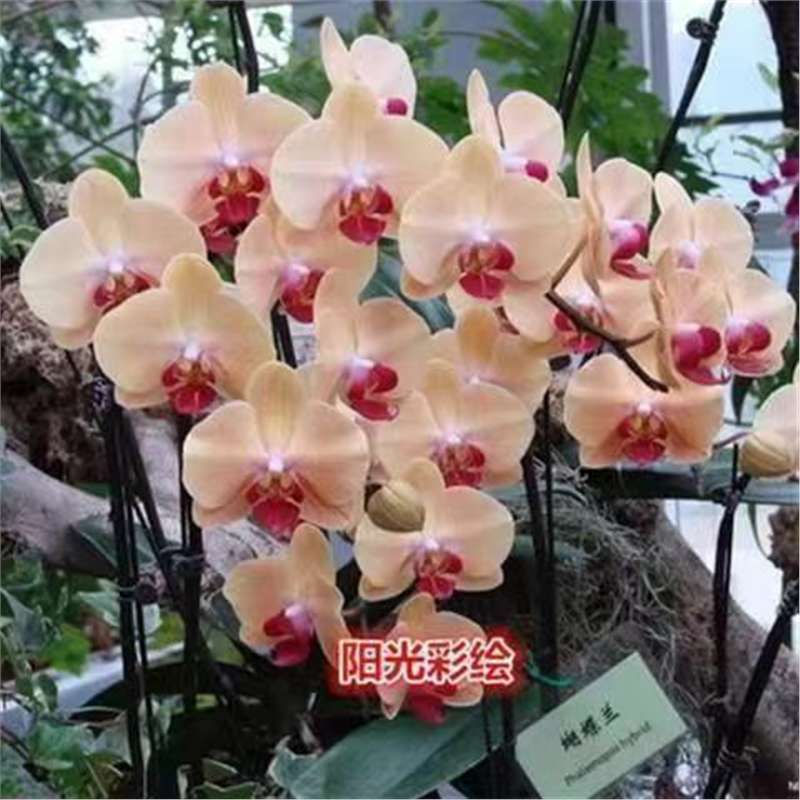 Orquídea de mariposa en las cuatro estaciones, balcón interior, oficina en maceta, flores verdes, fácil alimentación image 23