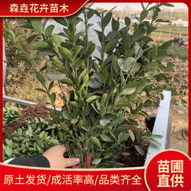 大叶黄杨苗 篱笆围墙苗四季常青庭院绿化苗木 小叶黄杨冬青树苗