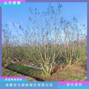 ������ޱ����ع���������t��ޱ�t�����ޱͥԺ�e�����^�G����