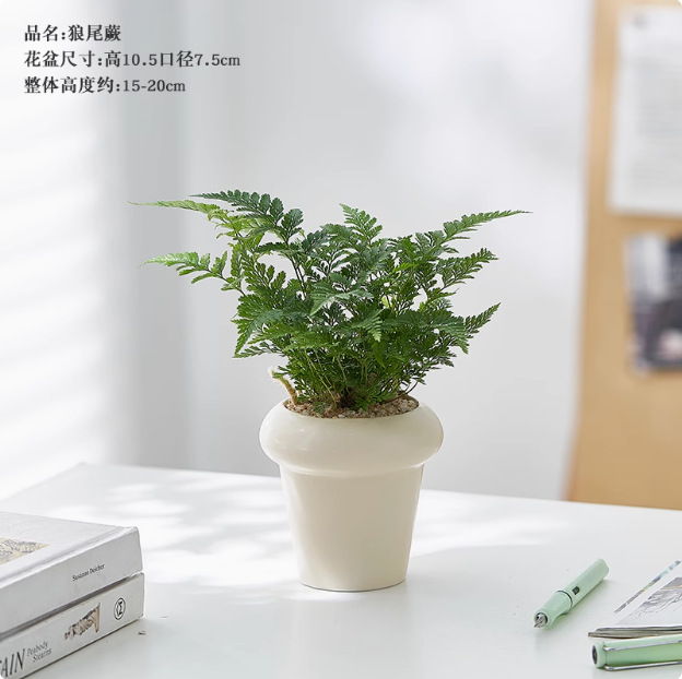 Salón de estar, escritorio de estudio, plantas verdes, resistencia al frío, resistencia a la sombra, fácil mantenimiento de hoja perenne.