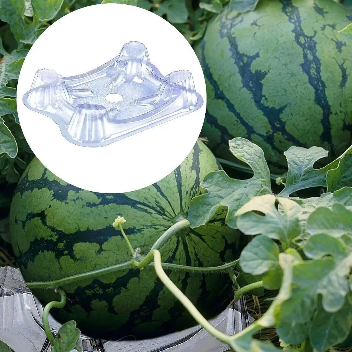 西瓜托架加厚瓜果种植透明托盘塑料园林防腐烂水果店西瓜托垫装饰