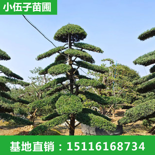 ���l�����_�h�ɹŘ�  ��Ʒ�@�ֹ��̾G����ľҎ���Rȫ ����ֱ�N