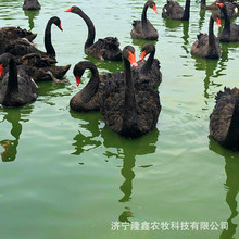 ʲô�ط����u�����Z����� ��������Z������Xһ�� �^�p�����Z