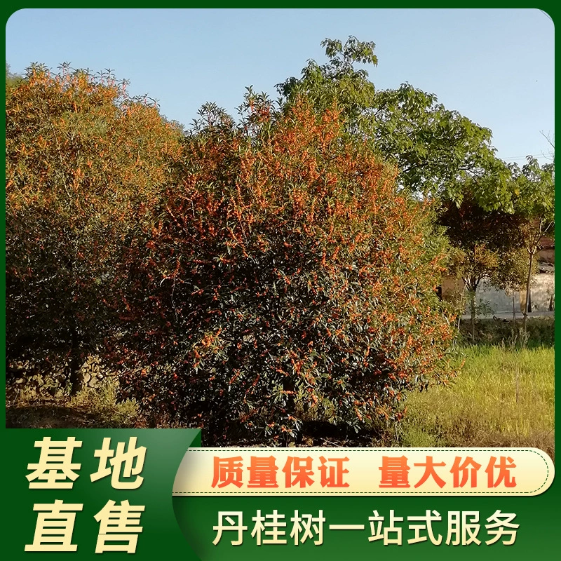 Четыре сезона вечнозеленый Данги Диаметр 6-7 см сад османтус саженцы деревьев османтус деревья Оптовая загрузка