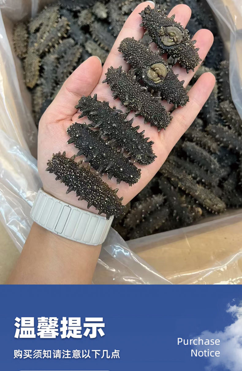 Ready to Eat Sea Cucumber Liaoning Dried Frozen Independent Pack 500g preparation