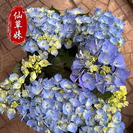宿根花卉;一二年生花卉;灌木