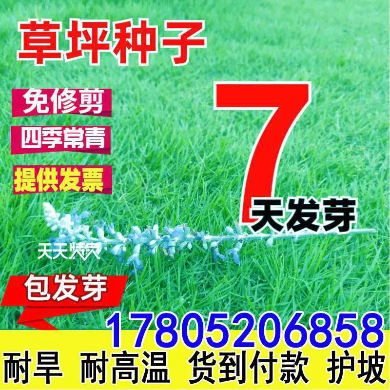 Семена газонной травы, вечнозеленые круглый год, без обрезки, защита склонов Манилы, почвофиксирующий газон, семена зеленого газона, семена люцерны.