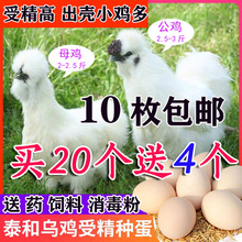 泰和烏雞種蛋受精卵可孵化小雞苗江西白鳳烏骨雞非五黑綠殼蛋包郵