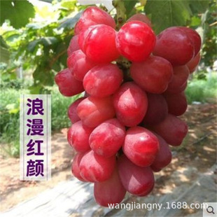 �����tt�������������ļ��{��ʯ�ϱ����Nֲˮ����o����������