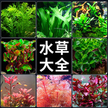 ˮ��ֲ���~��ˮ���쾰���ˮ���ˮ�Ųݸ׾Gֲ��������~������