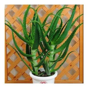 ��צ������ľ���J�C�����ֲ��ʳ��ș����צ���r�~Ƭ��ݾ����~