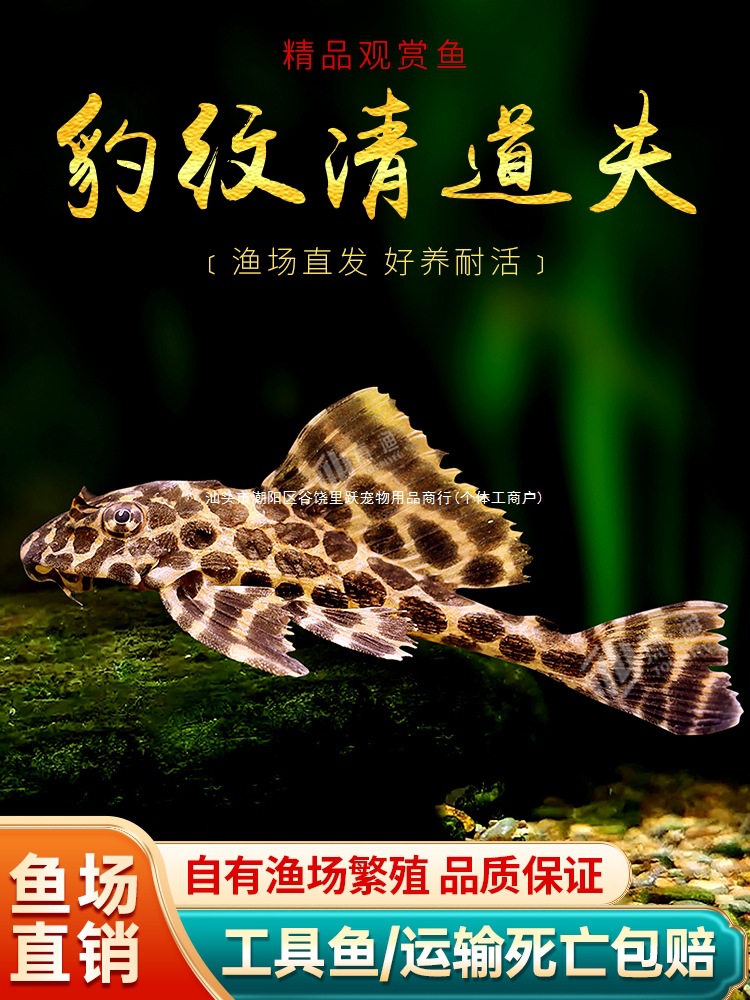 Leopard Print Cleaner Tropical Fish Ornamental Tool Fish Leopard Queen Large Sail Special-Shaped Pipa Cleaning Tool Fish Pet