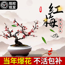 梅花盆栽树苗老桩盆景阳台庭院原生红梅大花浓香花卉耐寒四季腊梅