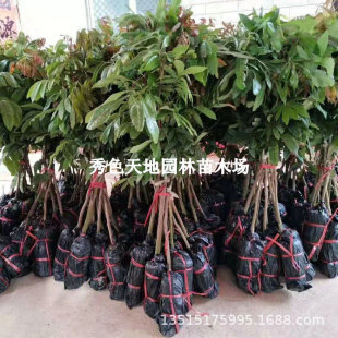 �ļ����ۼ޽�����A�����烦�Zʯ�����^�ϱ����Nֲ����Ԯ���Y��