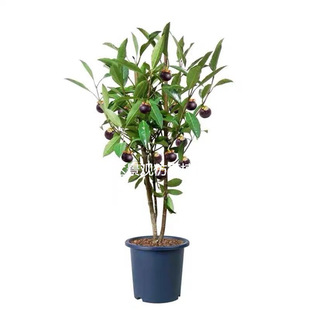 ����ɽ��͏d�Ƶ��̈��쾰���Ԕ[���٘乤ˇƷ����ֲ��