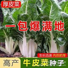 牛皮菜种子根达菜四季种籽耐热有机蔬菜种子劈叶菜南方大叶甜菜种