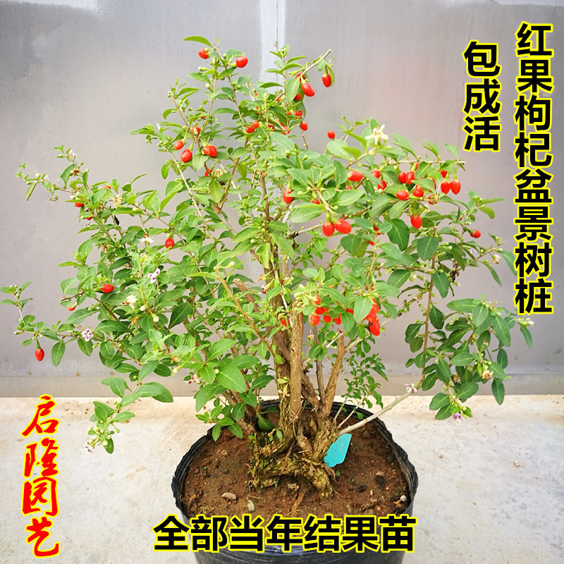 枸杞盆景老桩造型枸杞树桩枸杞盆栽耐寒树苗观赏阳台当年开花结果