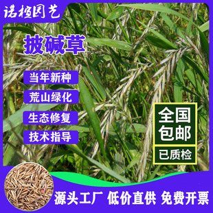 Factory Wholesale Alkaline Grass Seeds, Mine Area Sand Greening, Not Afraid of High Temperature, Slope Protection, Soil Fixation, Salt and Alkali Resistant Pasture Seeds
