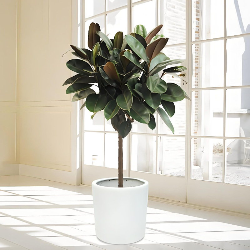 庭院摆放盆栽绿植花卉橡皮树室内桌面植物黑金刚棒棒糖颗型长青