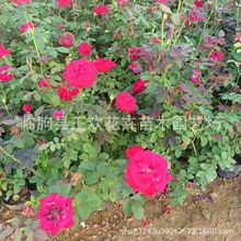 丰花月季小苗藤本月季供应月季花苗绿化苗木绿篱点缀植物基地批发