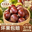 燕山迁西新鲜生鲜板栗