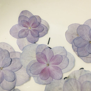 Double Hydrangea Flower Baffle Handmade Dried Flower diy Drop Glue Jewelry Plant Hand-made Specimen Photo Frame Painting Hydrangea Embossed