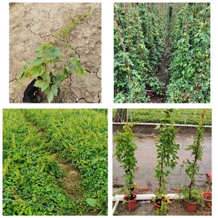 Wholesale Ivy Bag Seedlings Climbing Plants Climbing Vines Green Plants