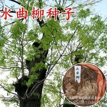水曲柳种子 当年新采林木种子 清明柳种子 水曲柳林木种子
