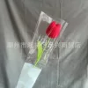 Tulip red