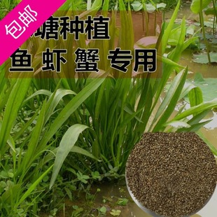 Bulk Echinochloa Frumentacea Seeds, Water Echinochloa Frumentacea, Raising Fish Grass in Long Rice Fields, Water Echinochloa Frumentacea Seeds, Aquatic Grass Seeds, Free Shipping