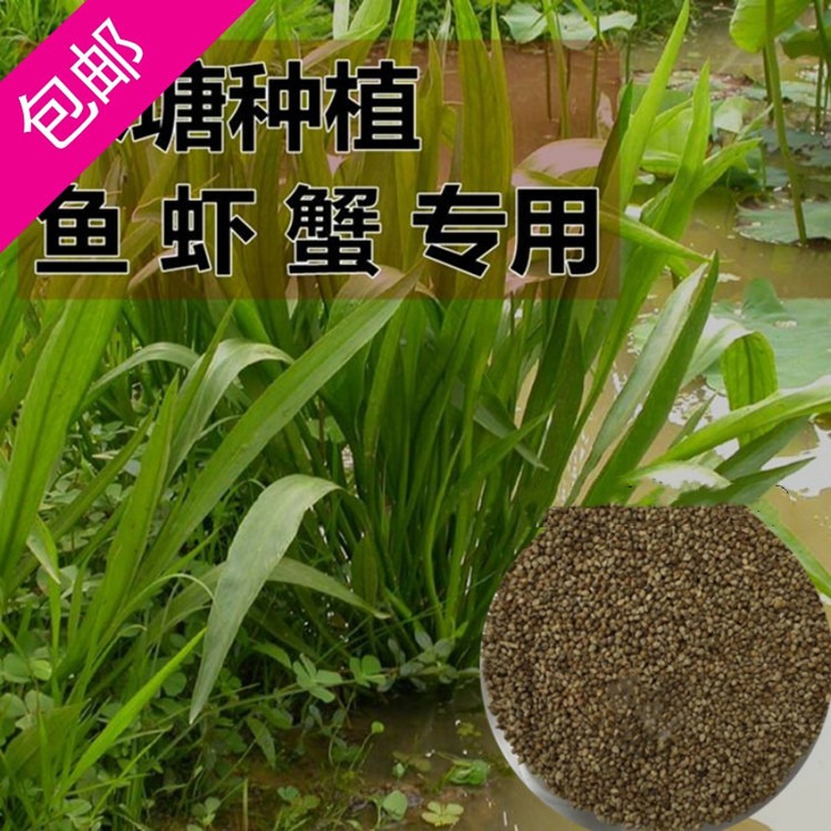 散装稗草种子 水稗子 长稻田里 养喂鱼草 水稗草籽 水草种子包邮