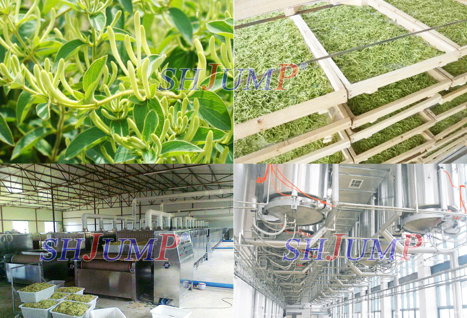 金銀花加工生產(chǎn)線6