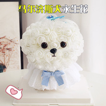 ���˹��Y����ż���й����������R����˹Ȯ���I���նY��PEõ�廨��