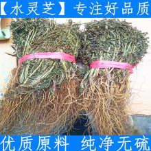 水灵芝  新货纯净货水灵芝 水黄连 鱼胆草 100克包邮真货好货