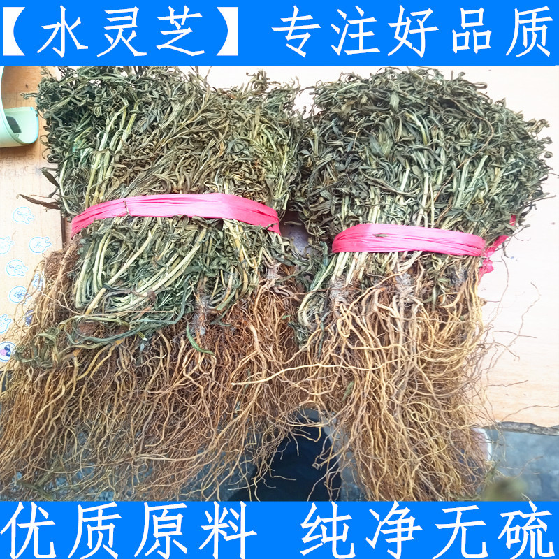 水灵芝  新货纯净货水灵芝 水黄连 鱼胆草 100克包邮真货好货