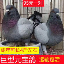 元宝鸽子活一对大型鸽子活物巨型肉鸽子活物落地王鸽子大体鸽子苗