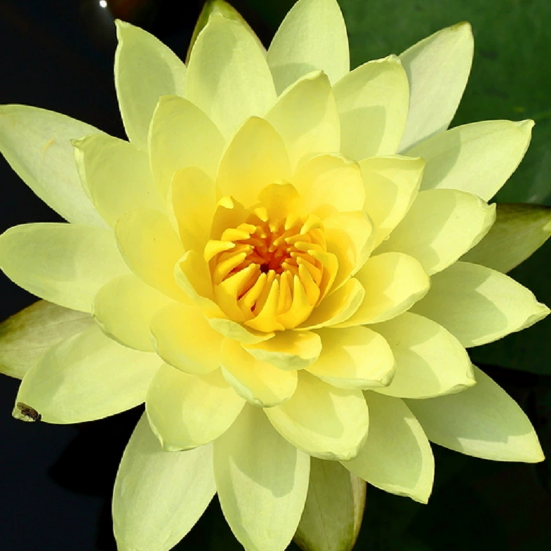 Вода Лилия Река Грин Парк живописное место зеленый цветок банан Лотос база Большая скидка