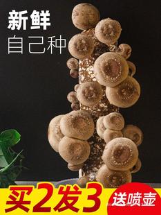 �㹽Ģ���Nֲ������ʳ�Ã�ͯƽ��������N��ͥ�����������r�����b
