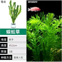 Водное растение Centipede Grass для ландшафтного дизайна аквариума, простое в уходе, богатое кислородом, водное растение зеленой хризантемы, настоящая трава, очистка воды, теневыносливость.