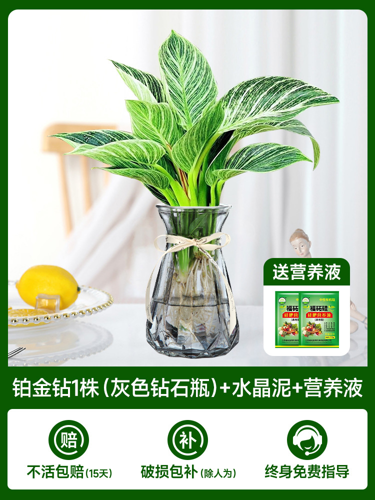 수경 백금 다이아몬드 [다이아몬드 회색 유리병] + 무료 크리스탈 머드 + 무료 영양액