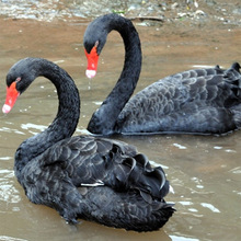 現出售成年的黑天鵝和黑天鵝種蛋價格優惠適合水塘里面觀賞