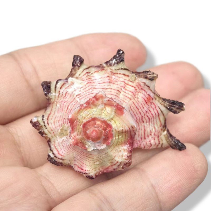 Natural Conch shell No Shell No Restricted Crown Crocodile snail…
