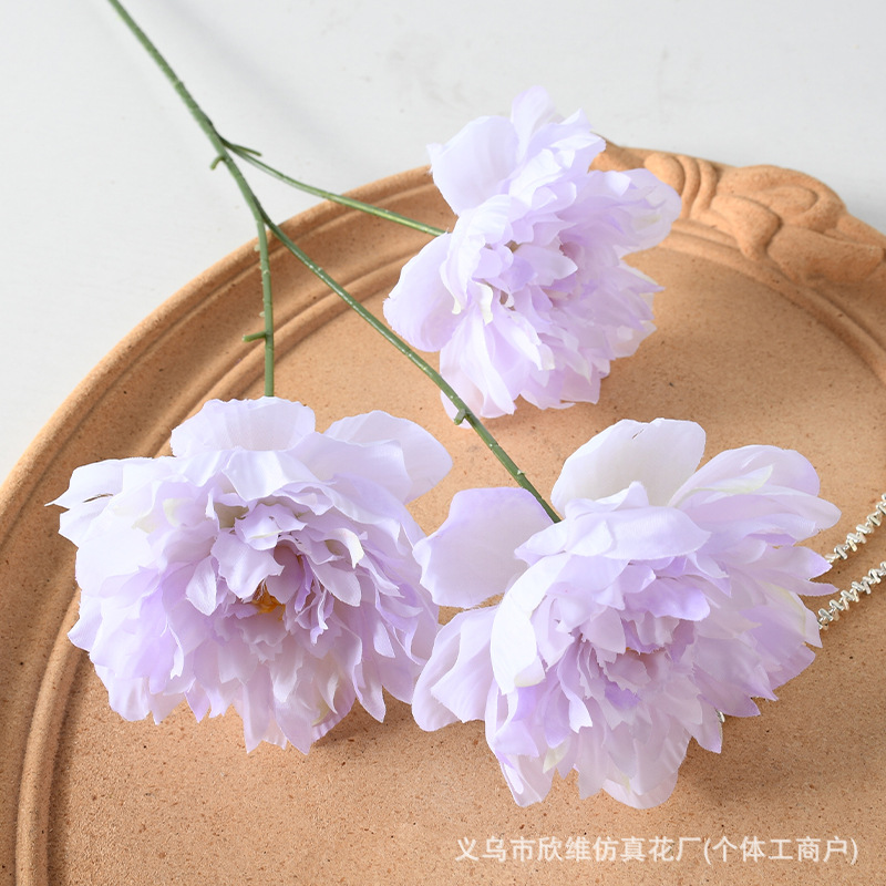 3头芍药紫色