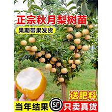 秋月梨树果苗正宗嫁接苗翠冠梨活苗庭院地栽果树苗南北方盆栽种植